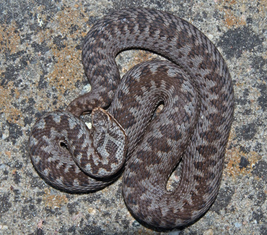 Den Kreuzottern fehlen immer mehr ihre Rückzugsmöglichkeiten (Bild: © Andreas & Christel Nöllert) Den Kreuzottern fehlen immer mehr ihre Rückzugsmöglichkeiten (Bild: © Andreas & Christel Nöllert)