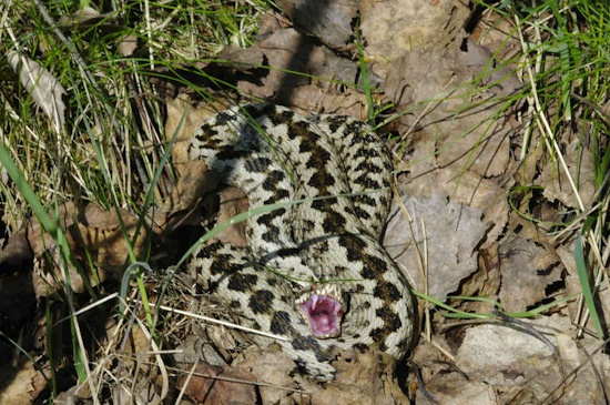 Männchen der Kreuzotter in einem Grauton - Vorsicht bei in die Enge getriebener Kreuzotter (Bild: © Andreas Nöllert) Männchen der Kreuzotter in einem Grauton - Vorsicht bei in die Enge getriebener Kreuzotter (Bild: © Andreas Nöllert)