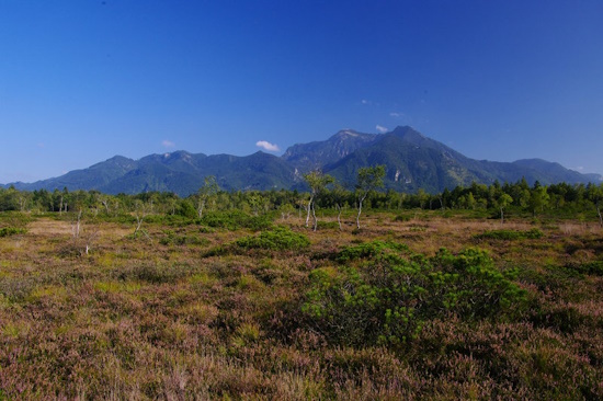 Vorkommen der Kreuzotter bei Traunstein (Bild: © Andreas & Christel Nöllert) Vorkommen der Kreuzotter bei Traunstein (Bild: © Andreas & Christel Nöllert)