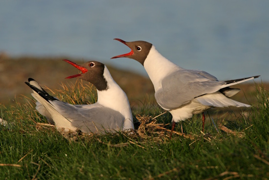 Die durchdringenden Rufe der Lachmöwe sind heiser und laut (Bild: © Mathias Schäf) Die durchdringenden Rufe der Lachmöwe sind heiser und laut (Bild: © Mathias Schäf)