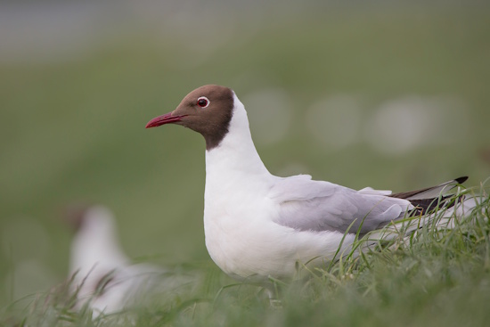 Heute ist die Lachmöwe die häufigste Möwe im Binnenland (Bild: © Gunther Zieger) Heute ist die Lachmöwe die häufigste Möwe im Binnenland (Bild: © Gunther Zieger)
