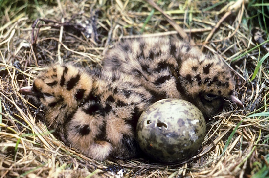 Meistens besteht ein Gelege der Lachmöwe aus drei Eiern (Bild: © Naturfoto Frank Hecker) Meistens besteht ein Gelege der Lachmöwe aus drei Eiern (Bild: © Naturfoto Frank Hecker)