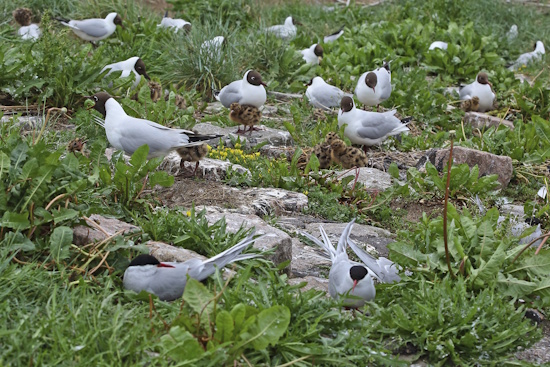 Lachmöwen-Kolonie mit Jungvögeln (Bild: © Naturfoto Frank Hecker) Lachmöwen-Kolonie mit Jungvögeln (Bild: © Naturfoto Frank Hecker)