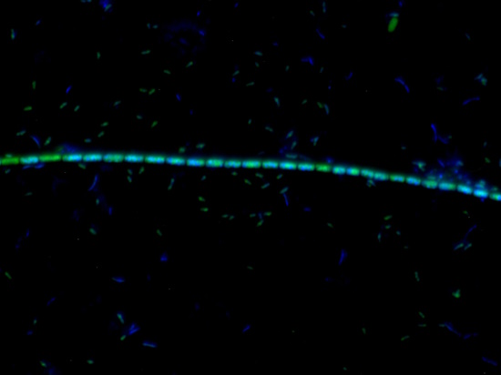 Epifluoreszenzmikroskopie einer Candidatus-Anreicherung; grün, FISH (EUB); blau, DAPI (Foto: © Andreas Schramm)