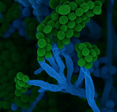 Penicillium bedeutet auf Lateinisch "kleiner Pinsel" (Aufnahme: © Ulrich Kück und Birgit Hoff)