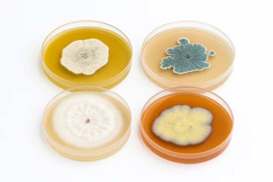 Penicillium - Bildplatten (Aufnahme: © Birgit Hoff)