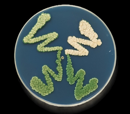 Penicillium chrysogenum ist ein weltweit verbreiteter Pinselschimmel, der als natürlicher Produzent des Antibiotikums Penicillin berühmt wurde (Aufnahme: © Birgit Hoff)