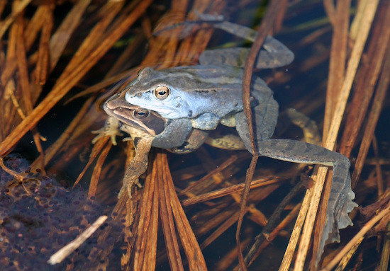 Moorfrosch-Paar (unten das Weibchen) mit Laich (Bild: © A.Kwet / DGHT) Moorfrosch-Paar (unten das Weibchen) mit Laich (Bild: © A.Kwet / DGHT)
