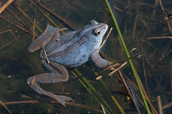 Der Moorfrosch ist der Lurch des Jahres 2025 (Bild: © Andreas Nöllert) Der Moorfrosch ist der Lurch des Jahres 2025 (Bild: © Andreas Nöllert)