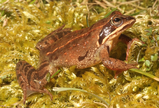 Moorfrosch - gut zu erkennen das Längsband auf der Rückenmitte (Bild: © A.Kwet / DGHT) Moorfrosch - gut zu erkennen das Längsband auf der Rückenmitte (Bild: © A.Kwet / DGHT)