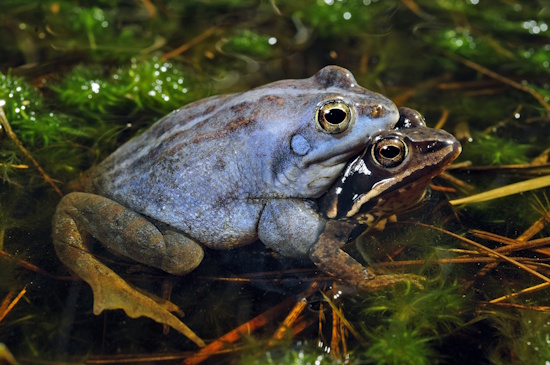 Moorfrosch-Paar im Laichgewässer (Bild: © B.Trapp / DGHT) Moorfrosch-Paar im Laichgewässer (Bild: © B.Trapp / DGHT)