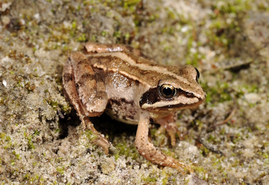 Die Lebensräume des Moorfrosches müssen geschützt werden (Bild: © B.Trapp / DGHT) Die Lebensräume des Moorfrosches müssen geschützt werden (Bild: © B.Trapp / DGHT)