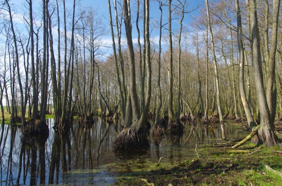 Laichgewässer Erlenbruch bei Hinrichshagen, Mecklenburg-Vorpommern (Bild: © Andreas Nöllert) Laichgewässer Erlenbruch bei Hinrichshagen, Mecklenburg-Vorpommern (Bild: © Andreas Nöllert)