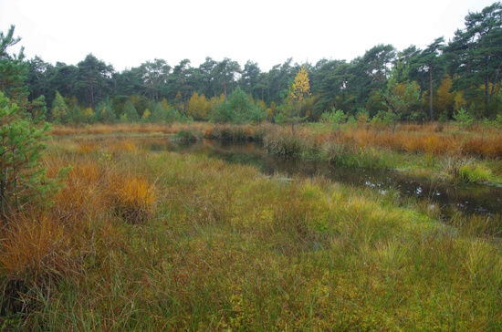 Moorfrosch - Laichgewässer - Regenmoor (Bild: © Andreas Nöllert) Moorfrosch - Laichgewässer - Regenmoor (Bild: © Andreas Nöllert)