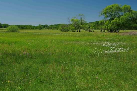 Moorfrosch - Landlebensraum - Feuchtwiese Rambower Moor, Brandenburg (Bild: © Andreas Nöllert) Moorfrosch - Landlebensraum - Feuchtwiese Rambower Moor, Brandenburg (Bild: © Andreas Nöllert)