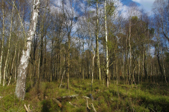 Moorfrosch - Landlebensraum - Naturschutzgebiet Jackel-Brandenburg (Bild: © Andreas Nöllert) Moorfrosch - Landlebensraum - Naturschutzgebiet Jackel-Brandenburg (Bild: © Andreas Nöllert)