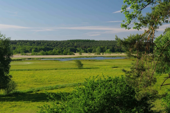 Landlebensraum Feuchtwiese Rambower Moor, Brandenburg (Bild: © Andreas Nöllert)