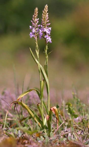 Ganzpflanze der Orchidee des Jahres 2024 - der Mücken-Händelwurz (Bild: © Adolf Riechelmann)