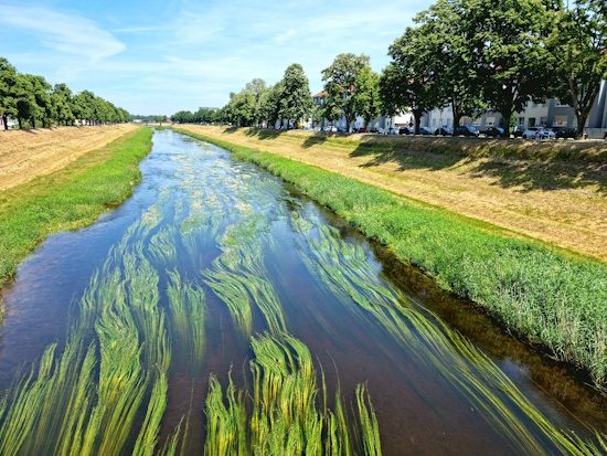 Die Murg - Stadt Rastatt - mit flutendem Wasserhahnenfuß (Bild: © Stadt Rastatt / Isabelle Joyon)