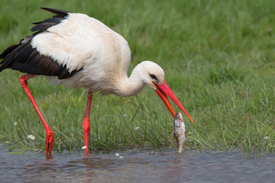 Nicht alle Störche ziehen mehr nach Afrika - viele bleiben inzwischen in Spanien (Bild: © Gunther Zieger)