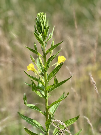 Gemeine Nachtkerze - die großen Blüten bilden eine endständige Traube (Bild: © NHV Theophrastus) Gemeine Nachtkerze - die großen Blüten bilden eine endständige Traube (Bild: © NHV Theophrastus)