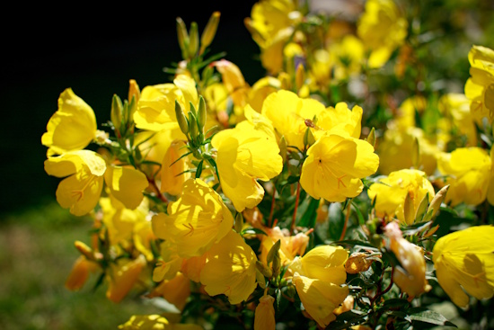 Blühende Nachtkerze - das vollständige Erblühen in den Abendstunden ist faszinierend (Bild: © NHV / Kristina Harzer) Blühende Nachtkerze - das vollständige Erblühen in den Abendstunden ist faszinierend (Bild: © NHV / Kristina Harzer)