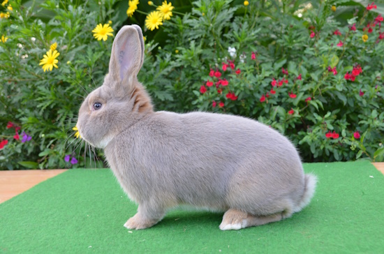 Luxkaninchen gehört mit ca. 2,5 kg zu den kleineren Rassen (Bild: © GEH / Happel)