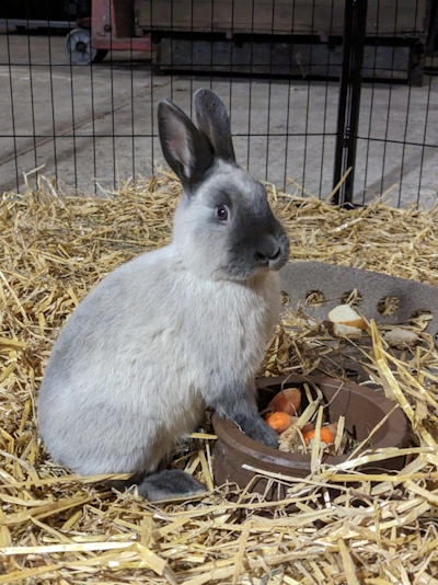 Marderkaninchen - bläuliche Färbung (Bild: © GEH / Boenke)