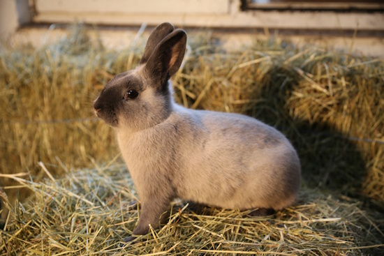 Die Zucht der Marderkaninchen ist sehr anspruchsvoll (Bild: © GEH / Fischer)