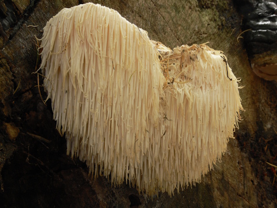 In Europa sollten wildwachsende Exemplare nicht gesammelt werden (Bild: © Gerhard Schuster)