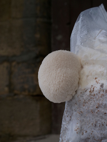 Igelstachelbart als Kulturpilz (Bild: © Gerhard Schuster)