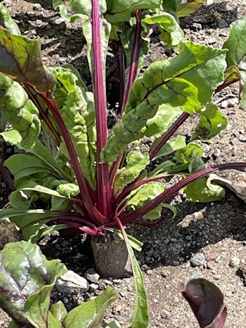 Rote Bete - Erfurter Lange (Bild: © Claudia Weigel) Rote Bete - Erfurter Lange (Bild: © Claudia Weigel)