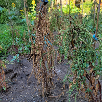 Rote Bete Samenstände (Bild: © Erhard Blümler)