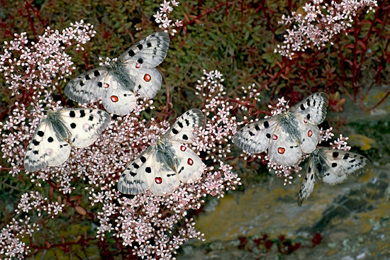 Gruppe von Mosel-Apollofaltern (Bild: © Tim Laußmann)