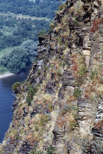 Brauselay - Steilhang an der Mosel (Bild: © T. Laußmann)