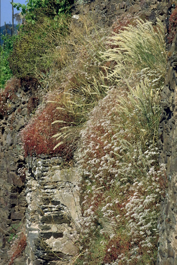 Lebensraum des Mosel-Apollofalters (Bild: © T. Laußmann)
