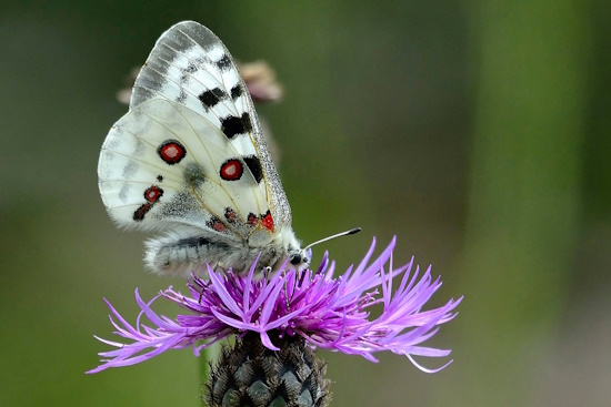 Männchen eines Mosel-Apollofalters auf einer Flockenblume (Bild: © G. Heupel)