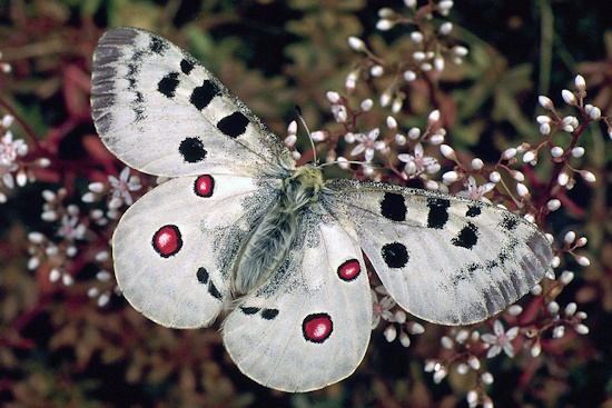 Schmetterling des Jahres 2024 - der Apollofalter - hier ein Männchen (Bild: © T. Laußmann) Schmetterling des Jahres 2024 - der Apollofalter - hier ein Männchen (Bild: © T. Laußmann)