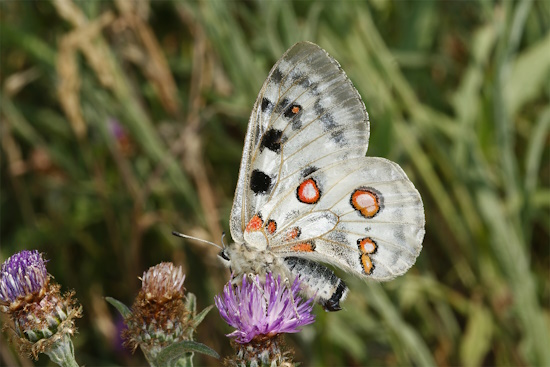 Mosel-Apollofalter - hier ein Weibchen - auf einer Flockenblume (Bild: © T. Laußmann)