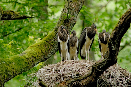 Junge Schwarzstörche im Baumnest (Bild: © Thomas Stephan)