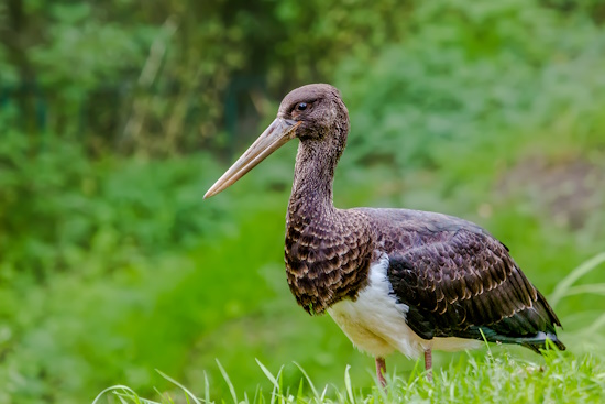 Junger Schwarzstorch der noch einen bräunlichen Schnabel aufweist (Bild: © Gunther Zieger) Junger Schwarzstorch der noch einen bräunlichen Schnabel aufweist (Bild: © Gunther Zieger)