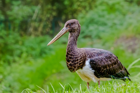 Junger Schwarzstorch der noch einen bräunlichen Schnabel aufweist (Bild: © Gunther Zieger)