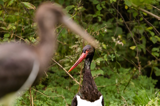 Schwarzstörche sind scheuer als Weißstörche und meiden menschliche Siedlungen (Bild: © Gunther Zieger) Schwarzstörche sind scheuer als Weißstörche und meiden menschliche Siedlungen (Bild: © Gunther Zieger)