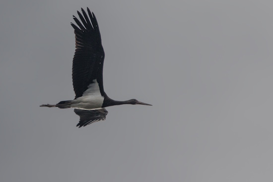 Junger Schwarzstorch im Flug (Bild: © Gunther Zieger)