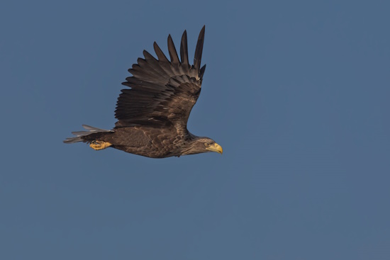 Adulter Seeadler - weiblich - im Suchflug nach Nahrung (Bild: © Gunther Zieger)