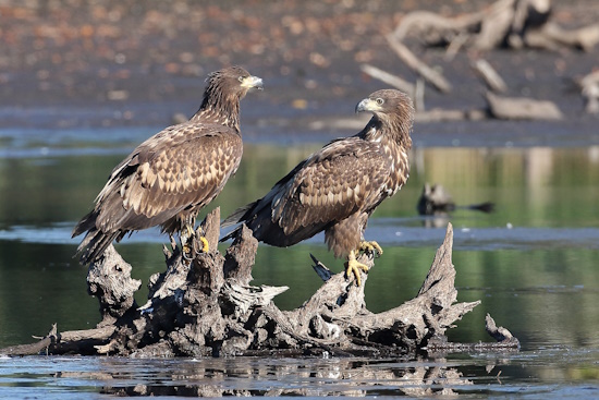 Junge Seeadler haben noch keinen gelben Schnabel (Bild: © Dirk Schieder)