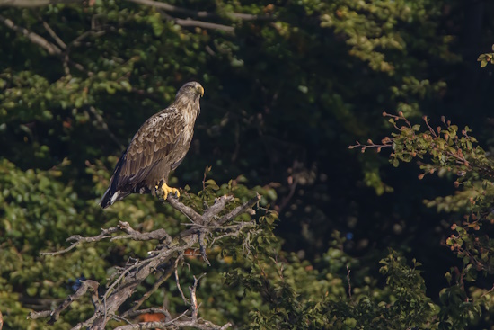 Seeadler auf seinem Jagdansitz und späht nach Beute (Bild: © Gunther Zieger)