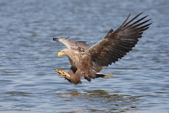 Dieser Riesenvogel hat wohl einen Fisch erspäht (Bild: © Dirk Schieder)