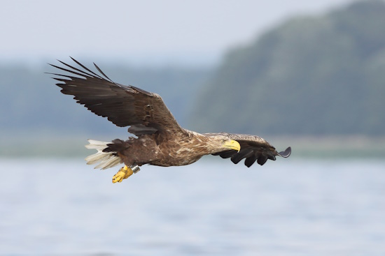 Ein adulter Seeadler zu erkennen auch am weißen Schwanzgefieder (Bild: © Dirk Schieder)