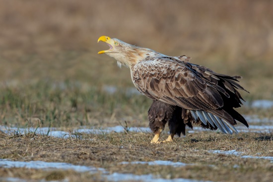 Rufender adulter Seeadler (Bild: © Gunther Zieger)